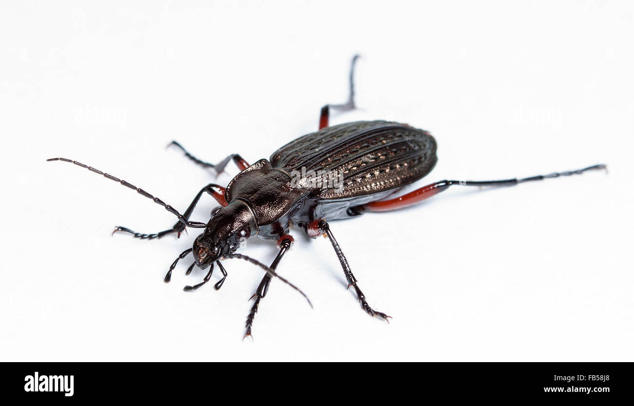 living ground beetle Stock Photo