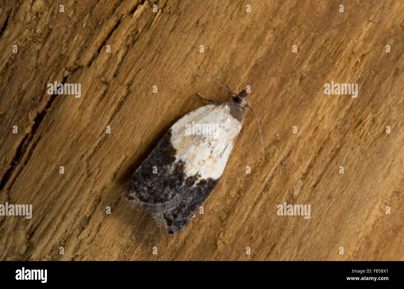 Garden Rose tortrix moth (Acleris variegana) Stock Photo