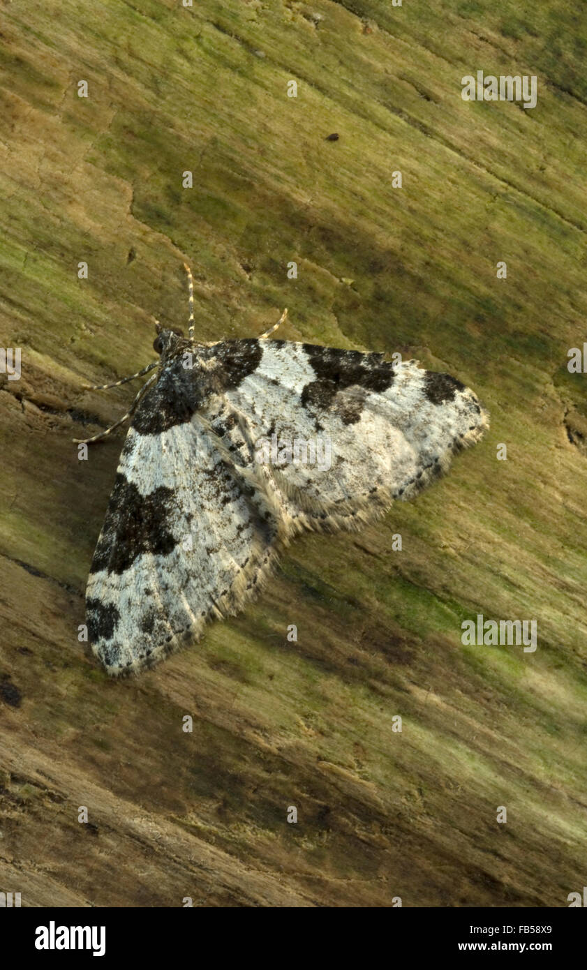 Garden Carpet moth (Xanthorhoe fluctuata) Stock Photo