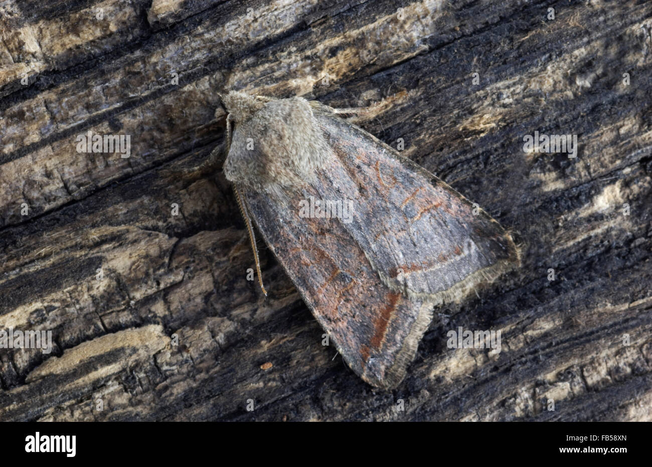 Red Line Quaker Moth (Agrochola lota) Stock Photo