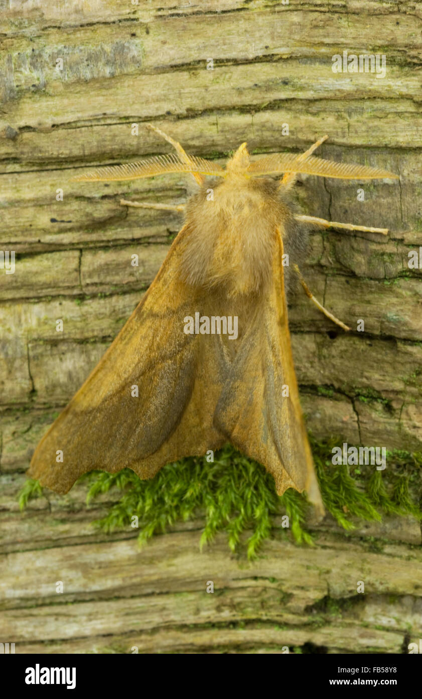 Dark Thorn moth (Ennomos fuscantaria) Stock Photo