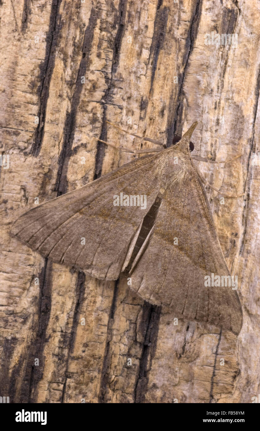 Snout moth (Hypena proboscidalis) Stock Photo