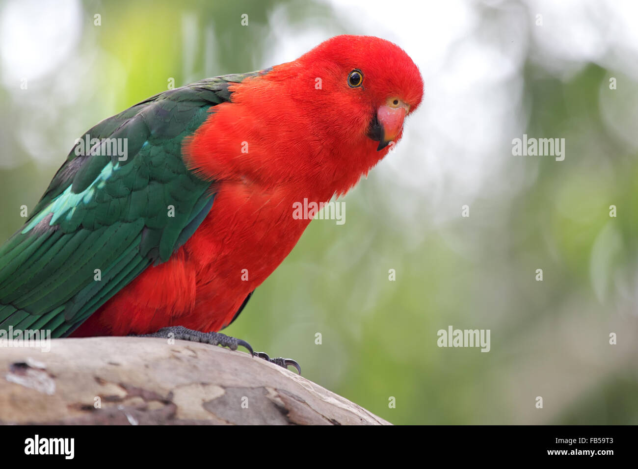 Australian King Parrot (Alisterus scapularis) sitting on a branch in Kennett River at the Great Ocean Road, Victoria, Australia. Stock Photo