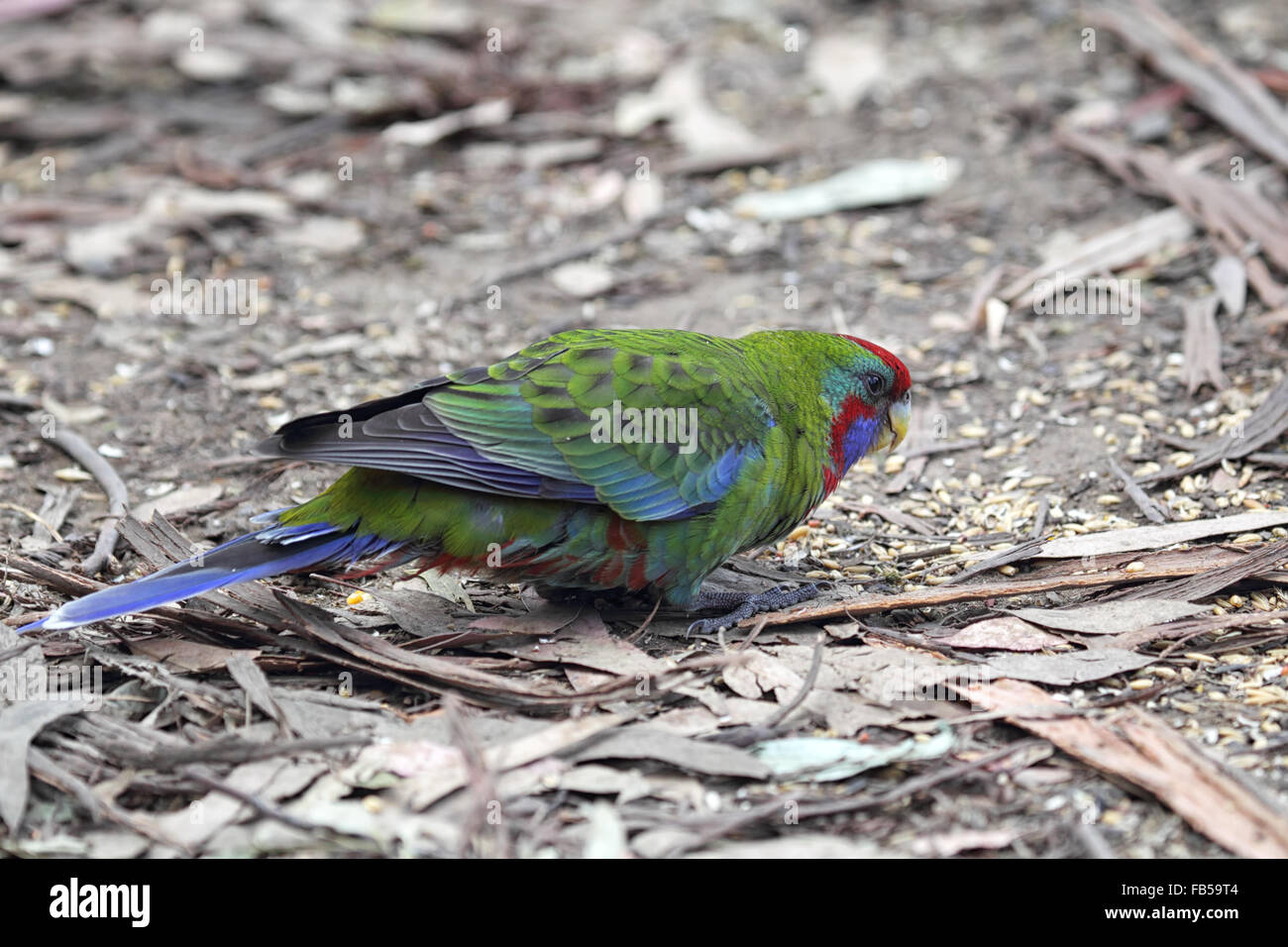 Juvenile Crimson Rosella (Platycercus elegans) sitting on the ground in Kennett River at the Great Ocean Road, Victoria, Austral Stock Photo