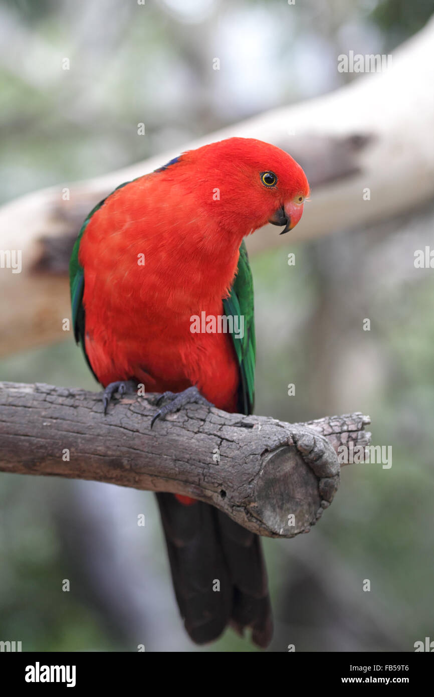 Australian King Parrot (Alisterus scapularis) sitting on a branch in Kennett River at the Great Ocean Road, Victoria, Australia. Stock Photo