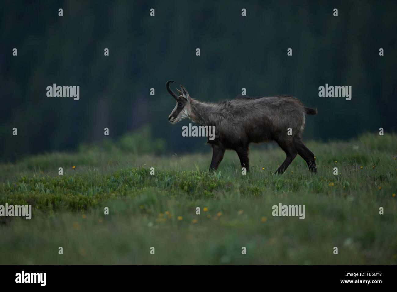 Chamois / Gaemse ( Rupicapra rupicapra ) searching for food on an alpine pasture at dawn, early in the morning. Stock Photo