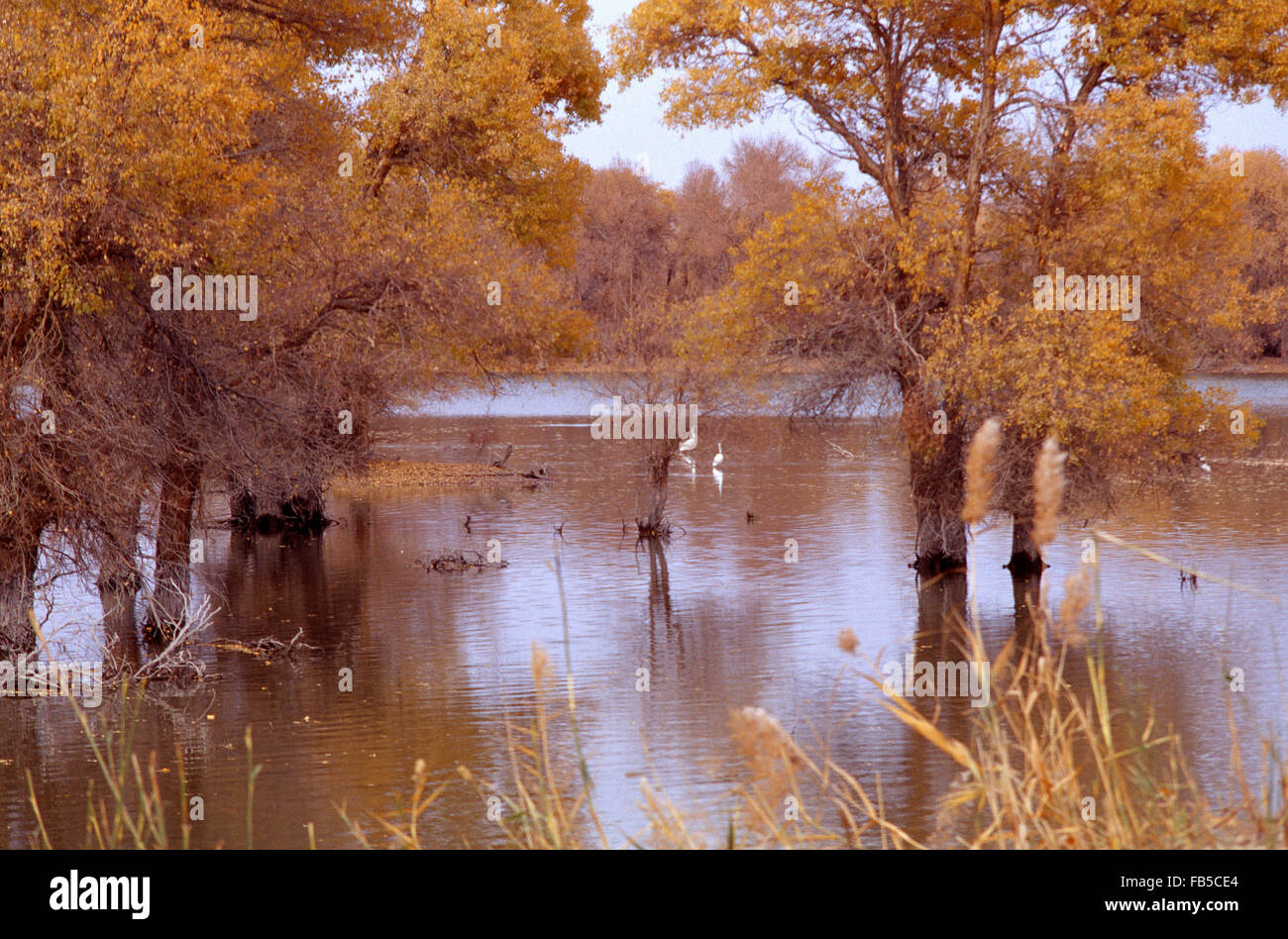 Tarim Basin Keriya River Urumqi City Xinjiang Autonomous Region China ...