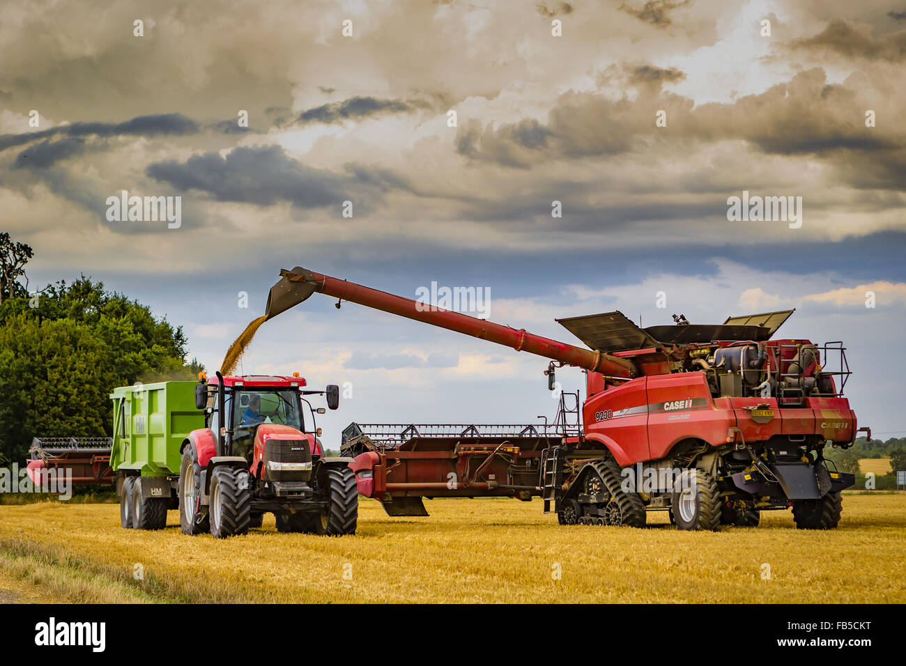 Case Combine Harvester unloading grain into a waiting trailer during the  wheat harvest Stock Photo - Alamy