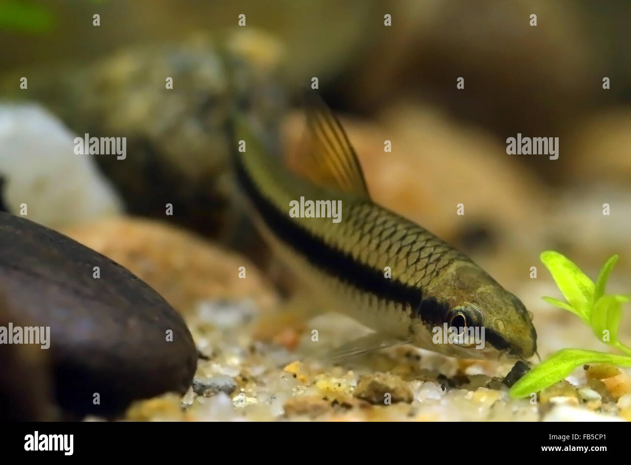 Siamese algae eater in freshwater aquarium Stock Photo