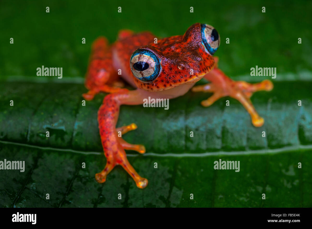 A tiny tree frog on a leaf, Andasibe National Park, Madagascar. Stock Photo