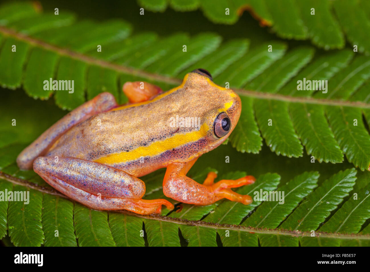 A tiny tree frog in Andasibe National Park, Madagascar. Stock Photo