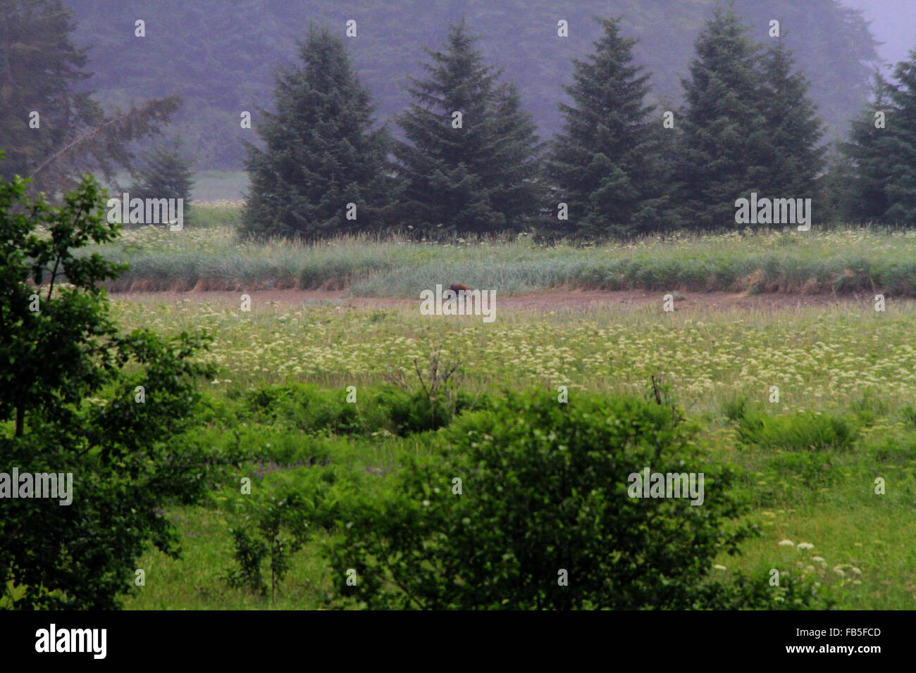 Wild bear walking in the meadow in Hoonah, Alaska Stock Photo Alamy