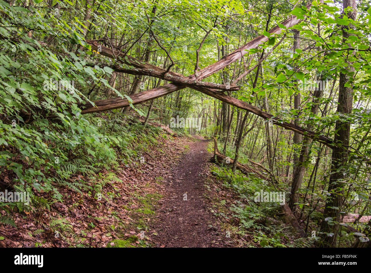 Fallen trees leaning against each other wait to fall, forming a dangerous condition for hikers Stock Photo