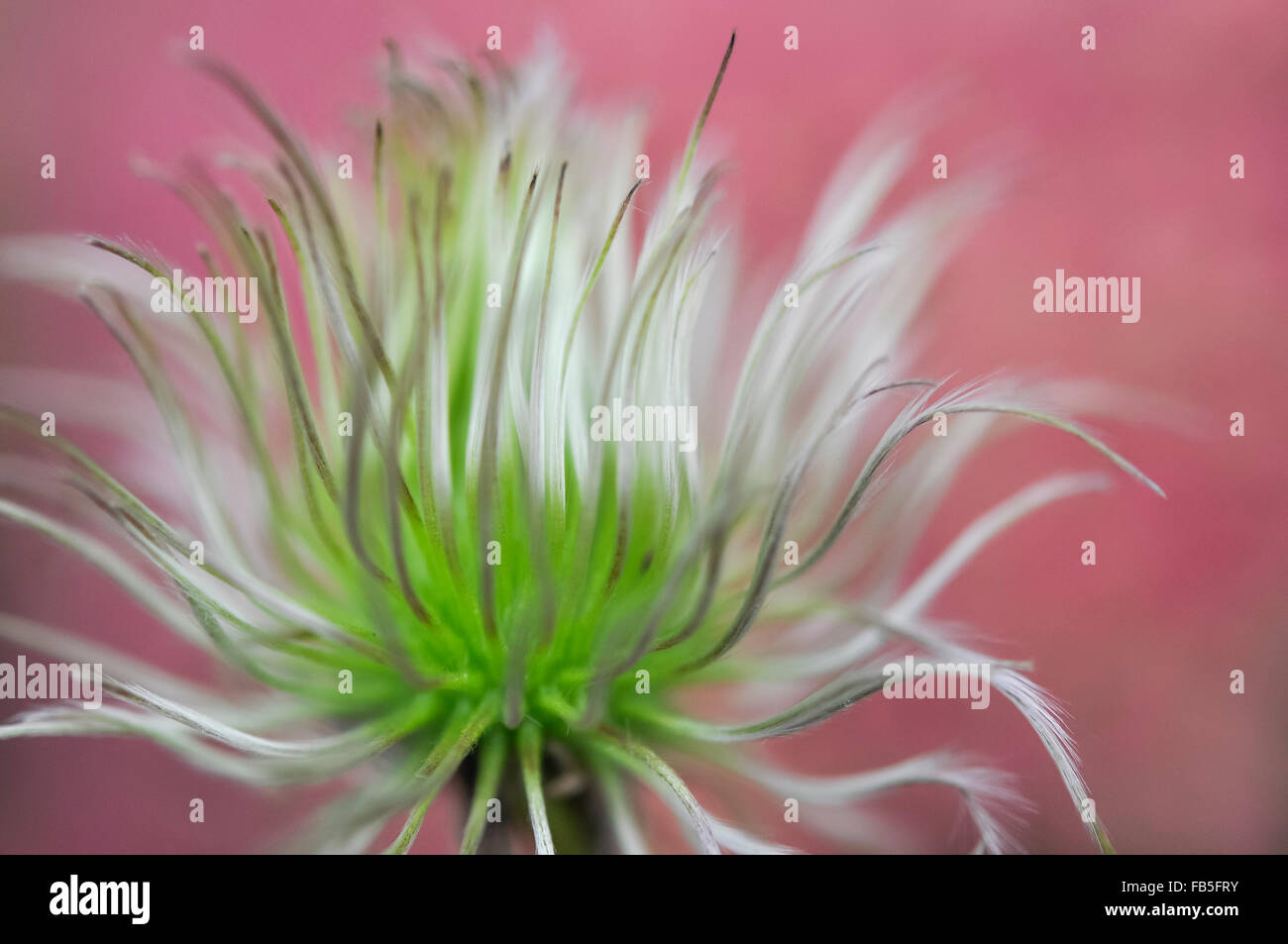 Soft green clematis seed head with a delicate pink background. Stock Photo