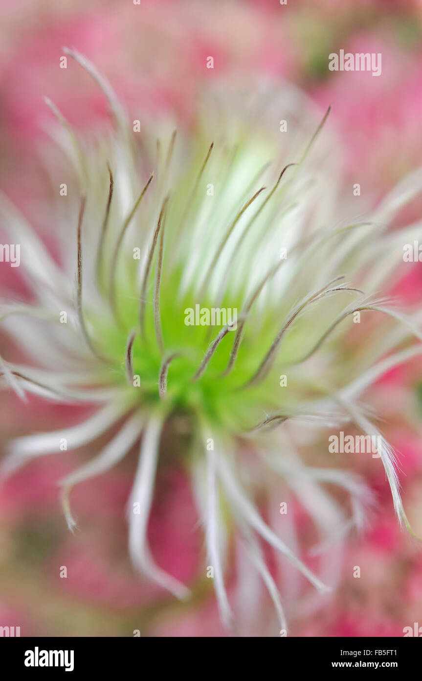 Soft green clematis seed head with a delicate pink background. Stock Photo