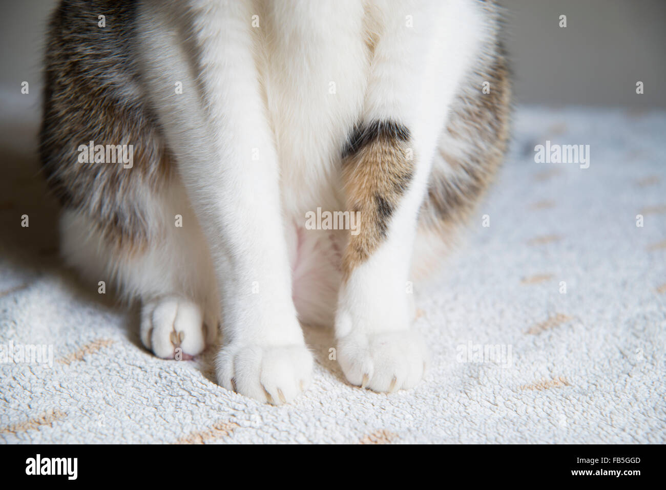 Cat's forelegs. Close view. Stock Photo