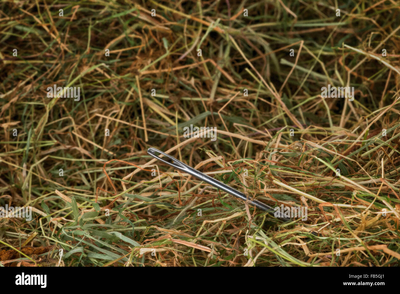 cotton and thread inserted through needle eye steel sewing reel of thin fine twine in a haystack hay stack Stock Photo