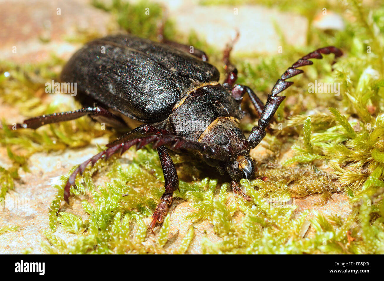 The tanner beetle (Prionus coriarius) Stock Photo