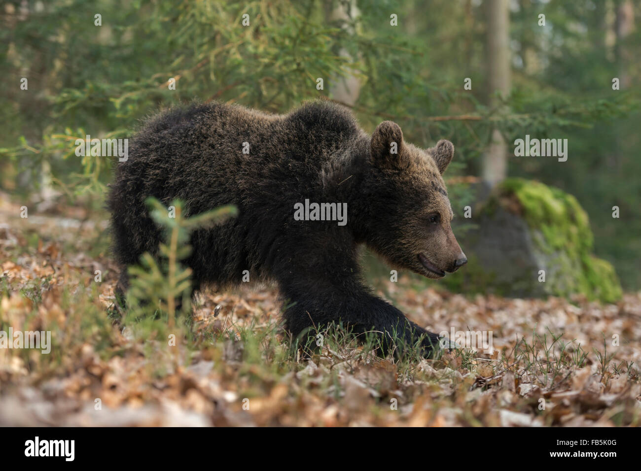 Young European Brown Bear / Europaeischer Braunbaer ( Ursus arctos ) walks through an open mixed forest. Stock Photo