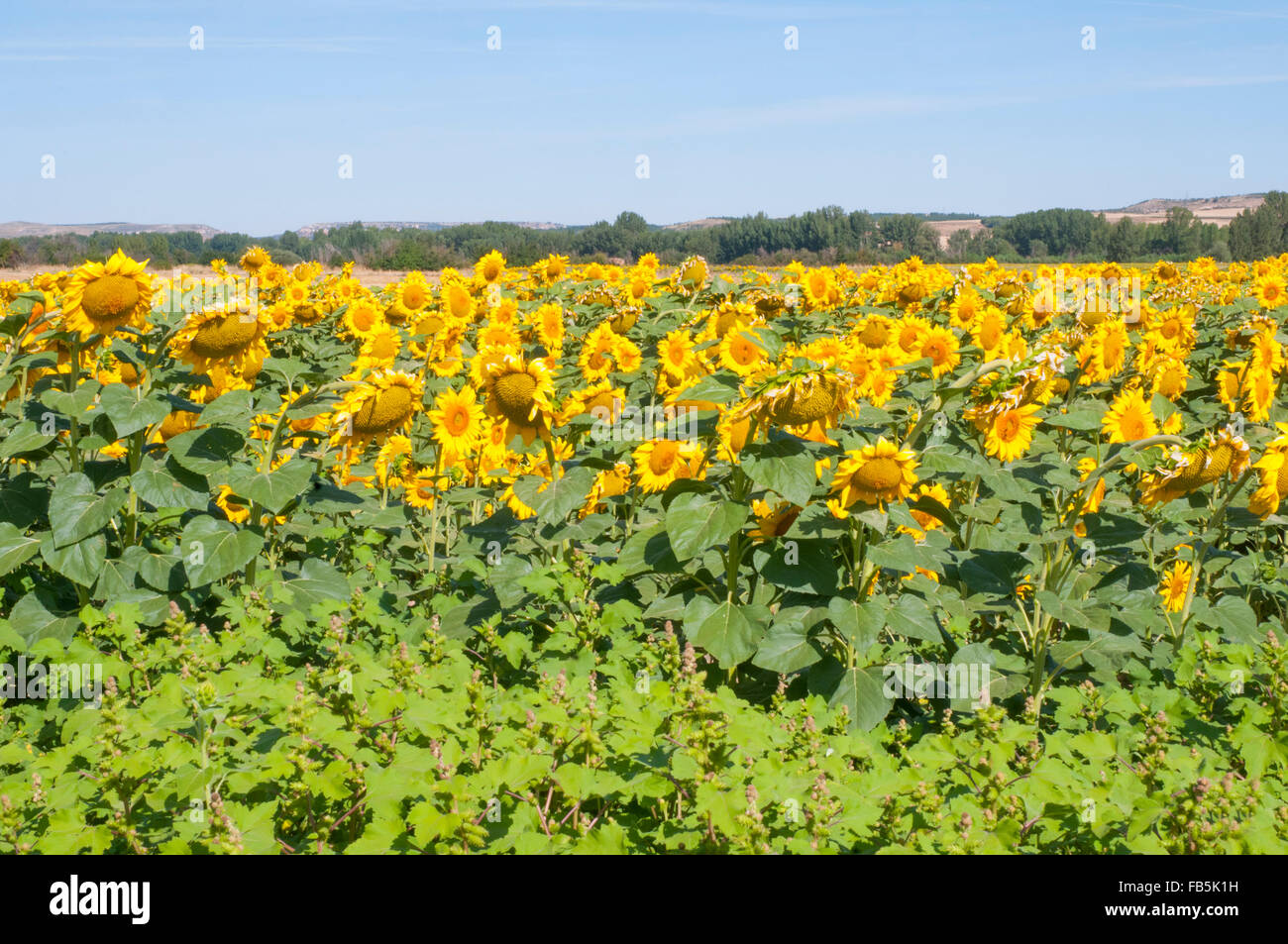 Concepto de agricultura hi-res stock photography and images - Alamy