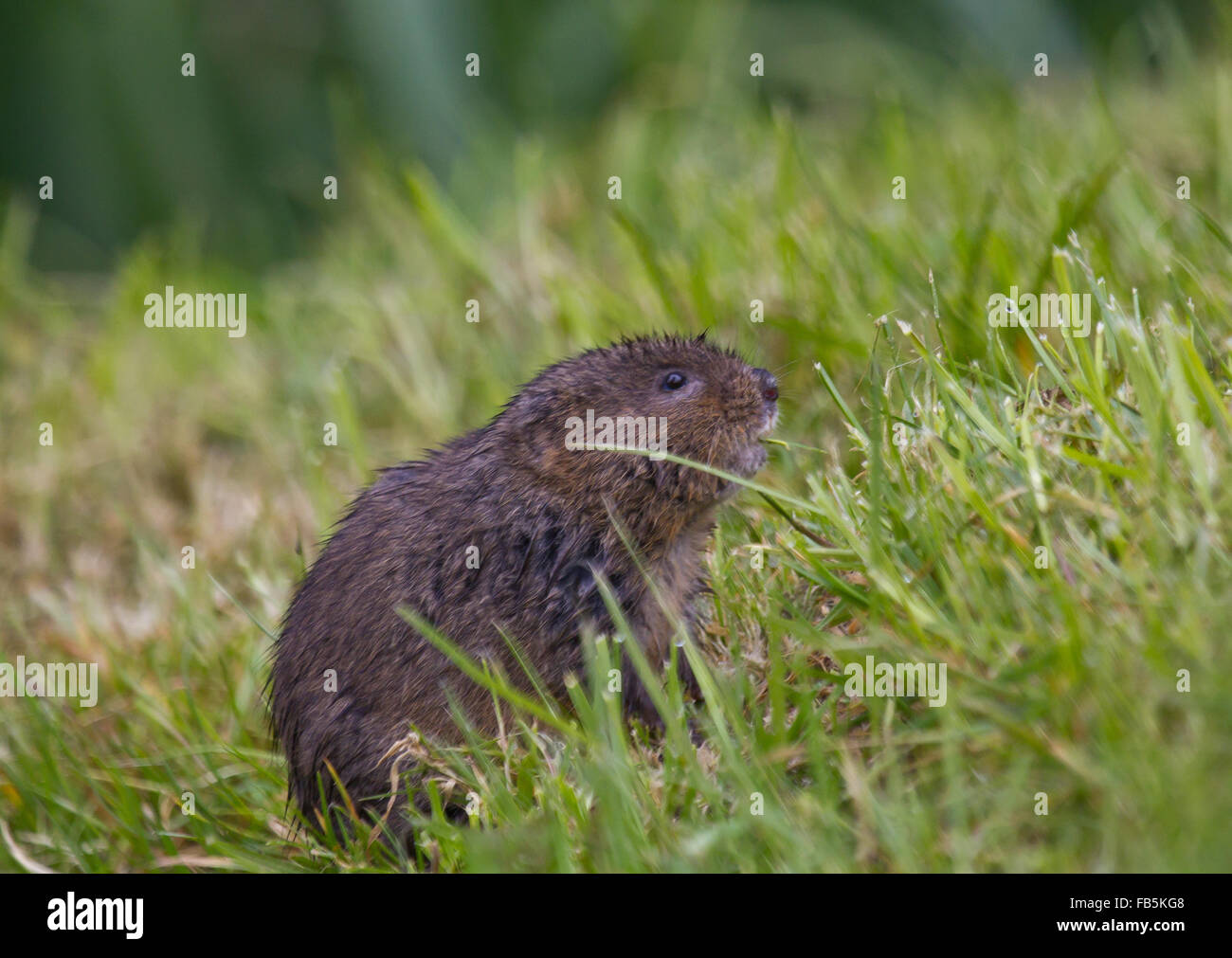 European water vole, Arvicola amphibius,grazing on bank of stream. Stock Photo