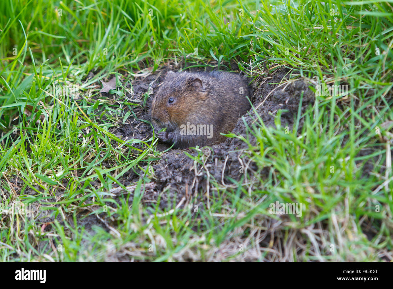 European water vole, Arvicola amphibius,sitting in burrow entrance and grazing Stock Photo