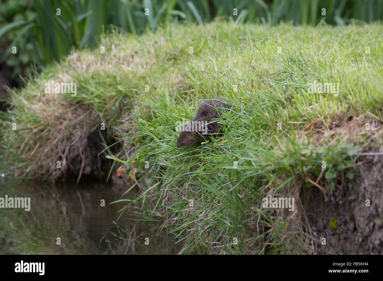 European water vole, Arvicola amphibius,grazing on bank of stream. Stock Photo