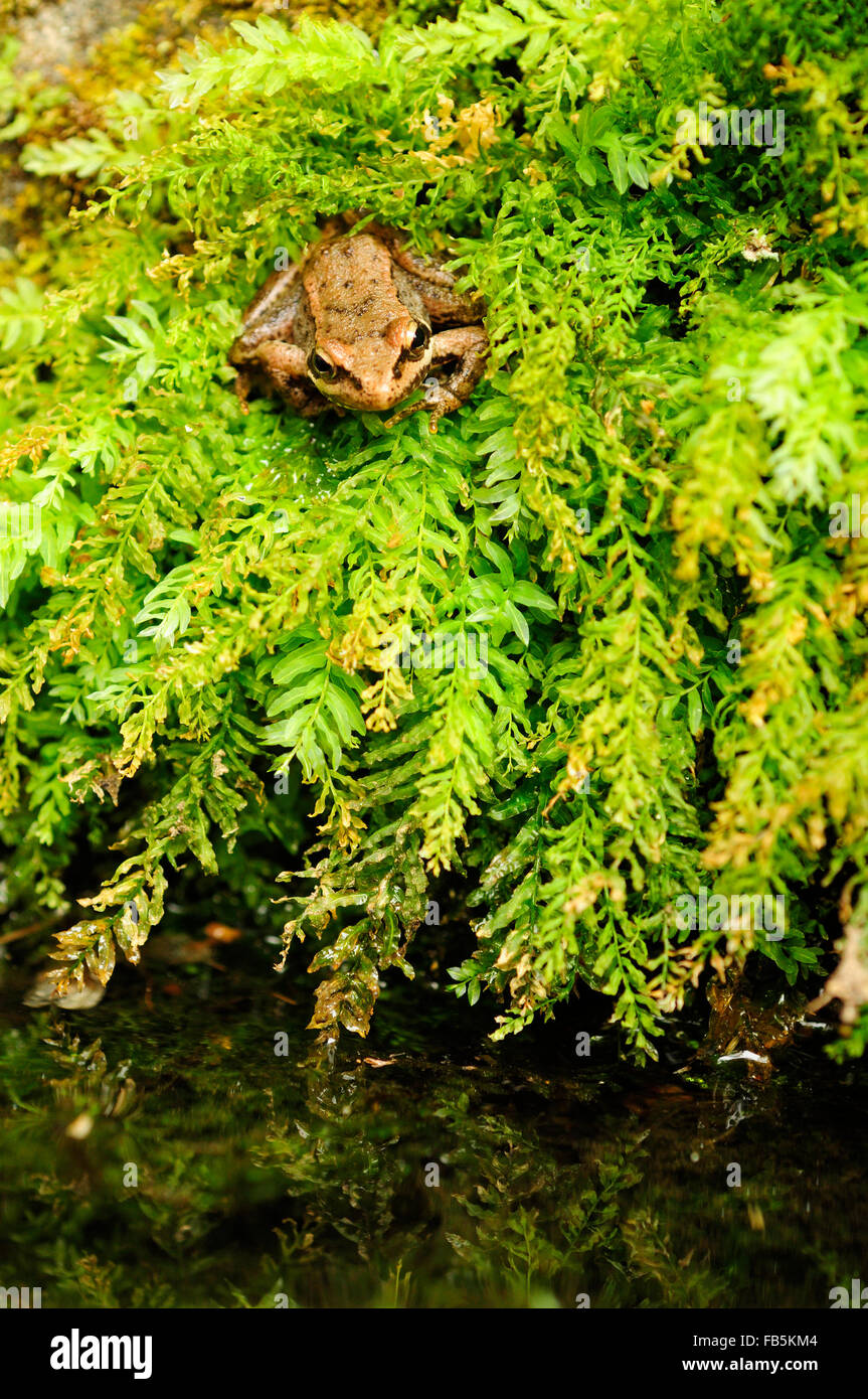 Iberian Frog (Rana iberica) Stock Photo