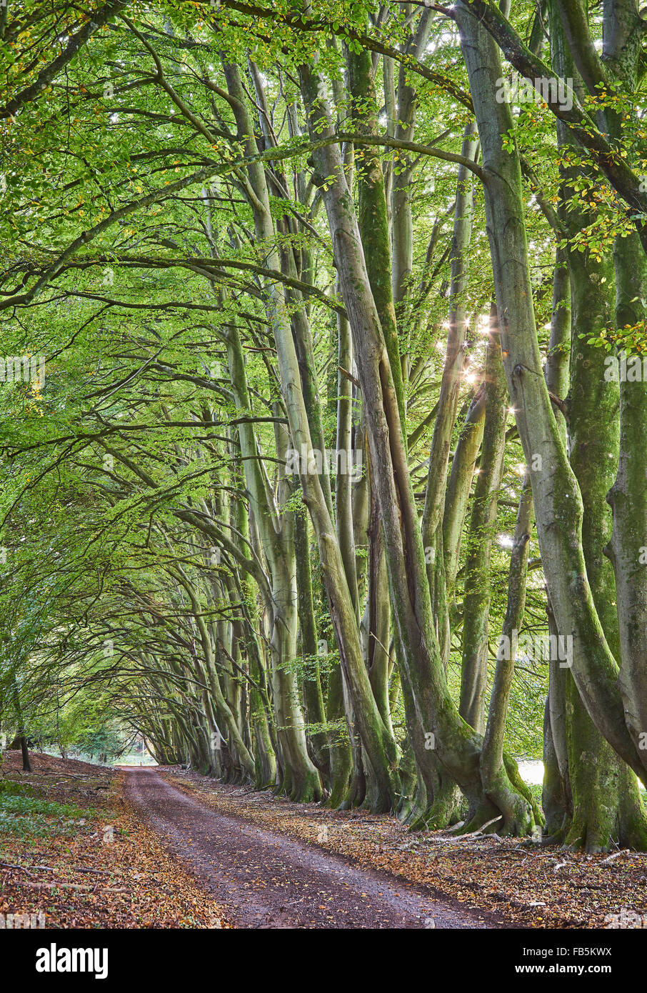 Beech Tree Avenue, Sussex Stock Photo Alamy