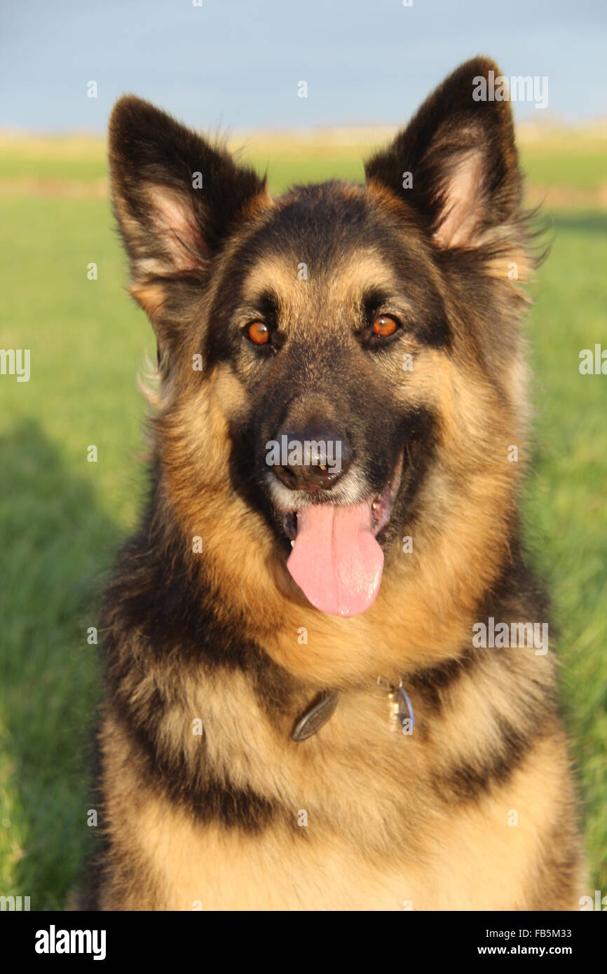 A HEAD AND SHOULDERS PORTRAIT PHOTOGRAPH IN FULL SUN OF A GERMAN SHEPHERD MALE DOG Stock Photo