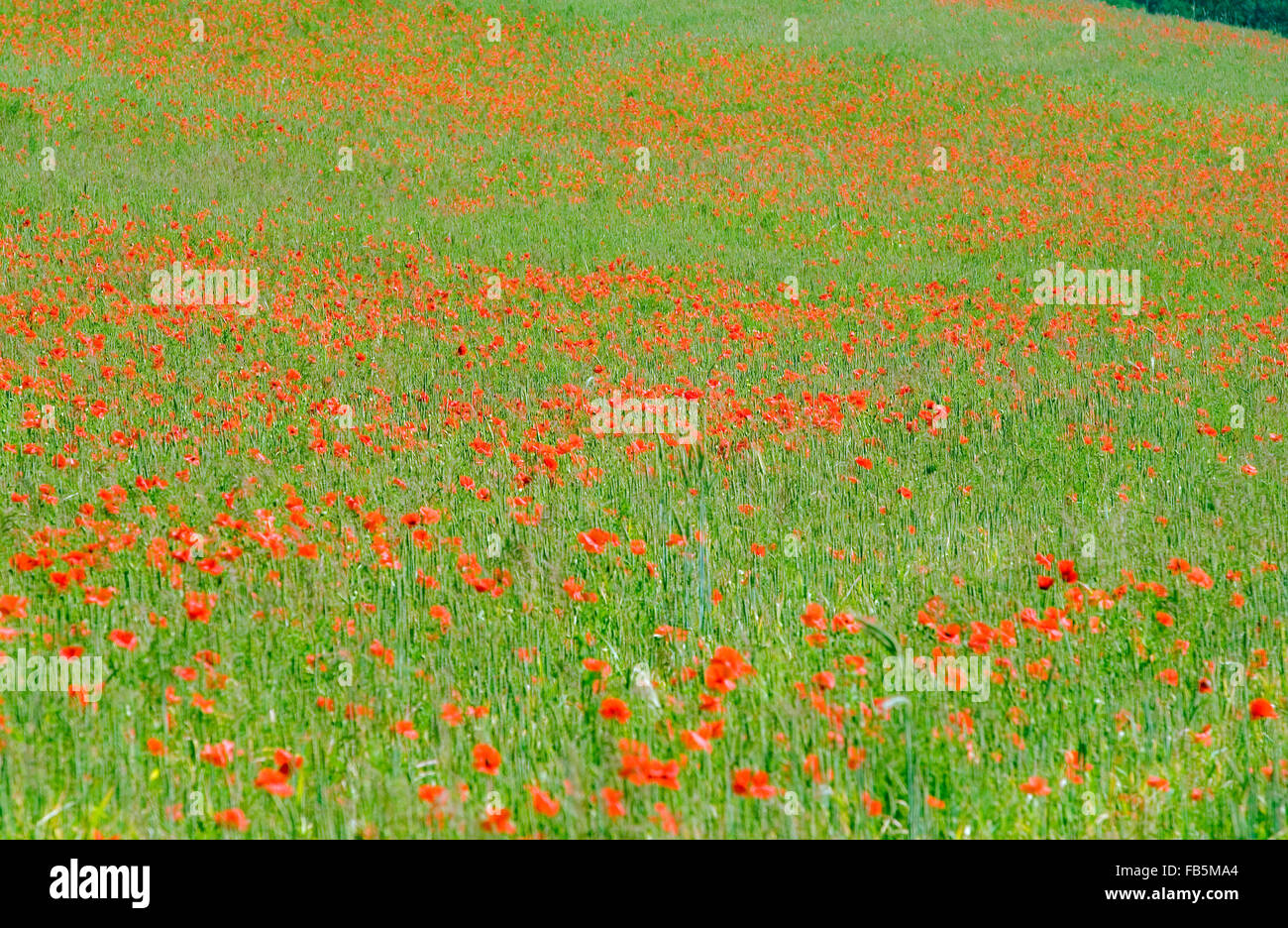 Poppies in blossom, Poppy Field Stock Photo