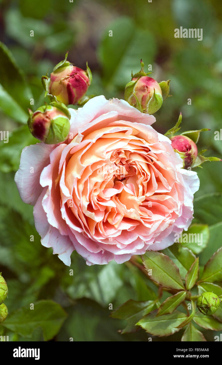 Abraham Darby Rose full blossom Stock Photo