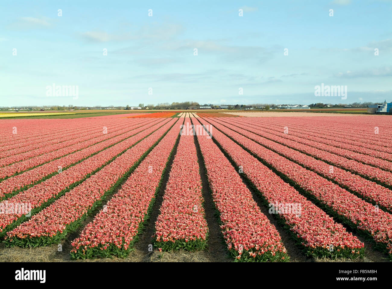 Tulips Field  (genus tulipa) in holland netherlands in blossom Stock Photo