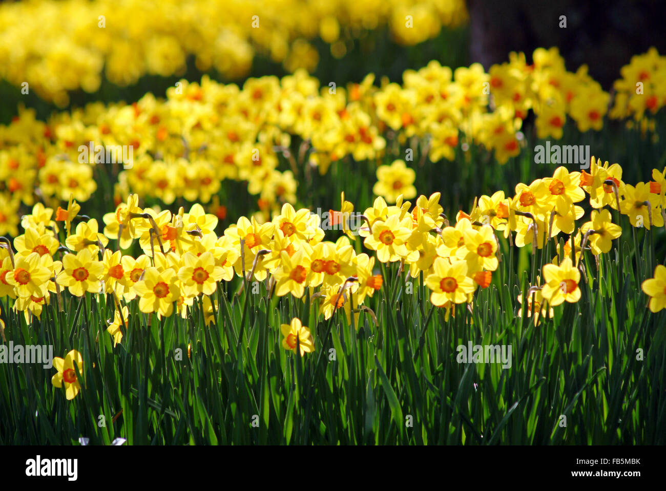 Narcissus field Stock Photo