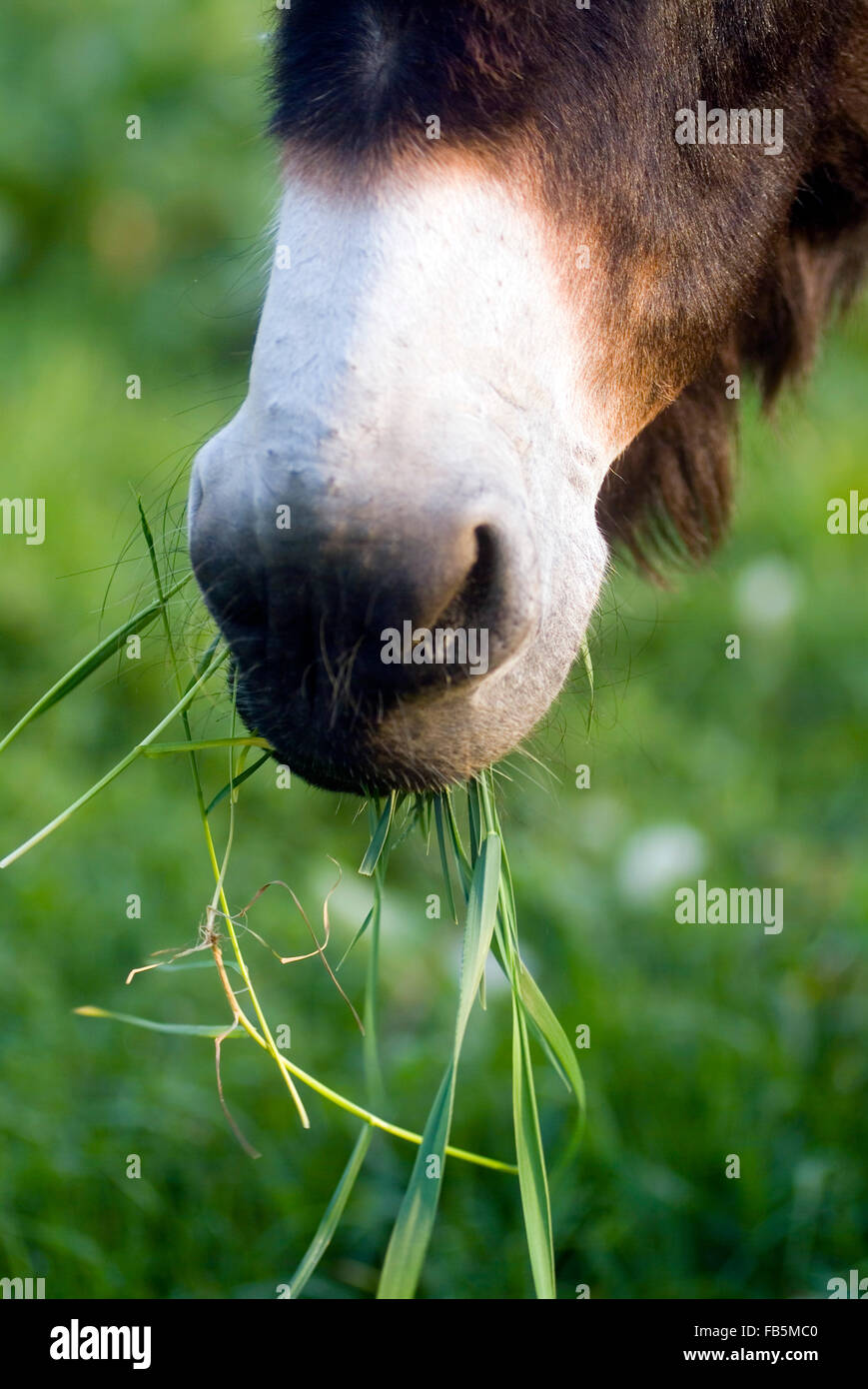 Donkeys head mouth grassing Stock Photo