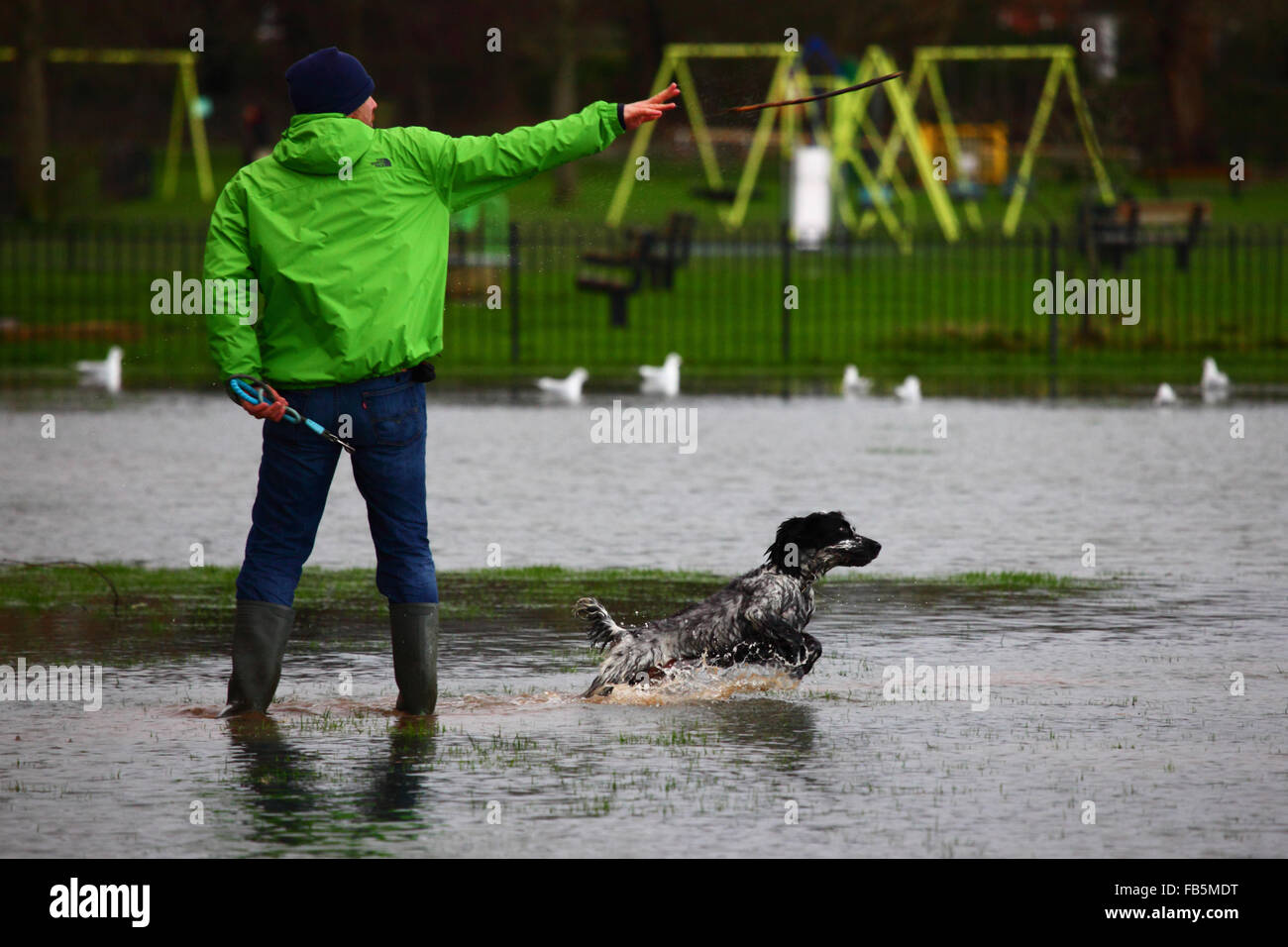 Tonbridge, Kent, England 10th January 2016: A man throws a stick for his dog to chase in floodwater on a playing field in Tonbridge. Recent heavy rain has left the playing fields partially flooded and the ground saturated, and the River Medway (which flows through the town) is currently bank full. Credit:  James Brunker / Alamy Live News Stock Photo