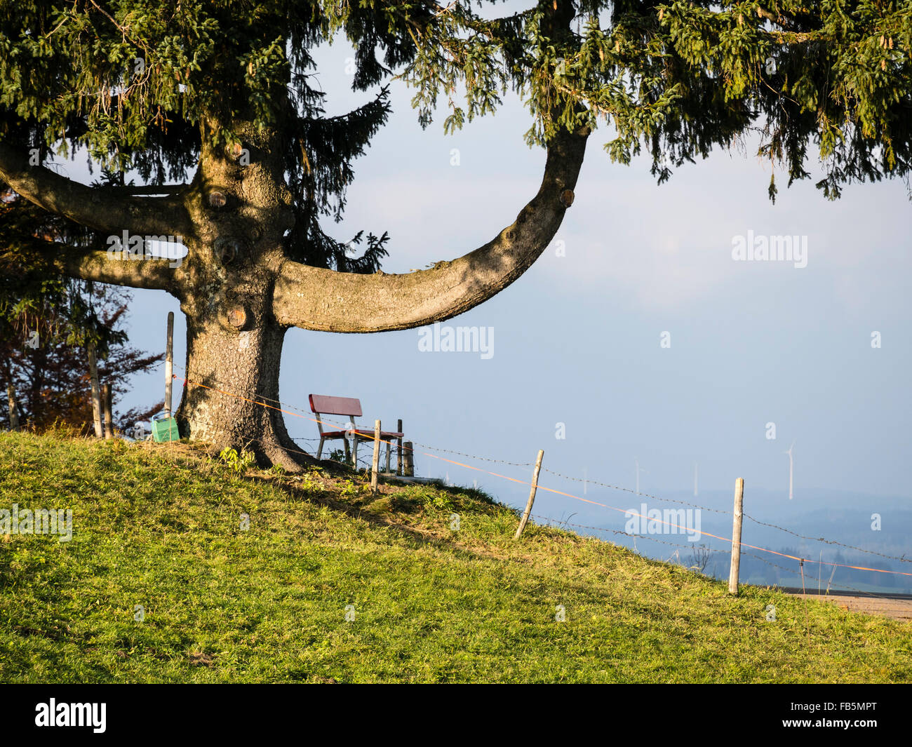 Single large tree, boy sitting on curved tree branch, near Wertach, Allgaeu, Bavaria, Germany Stock Photo
