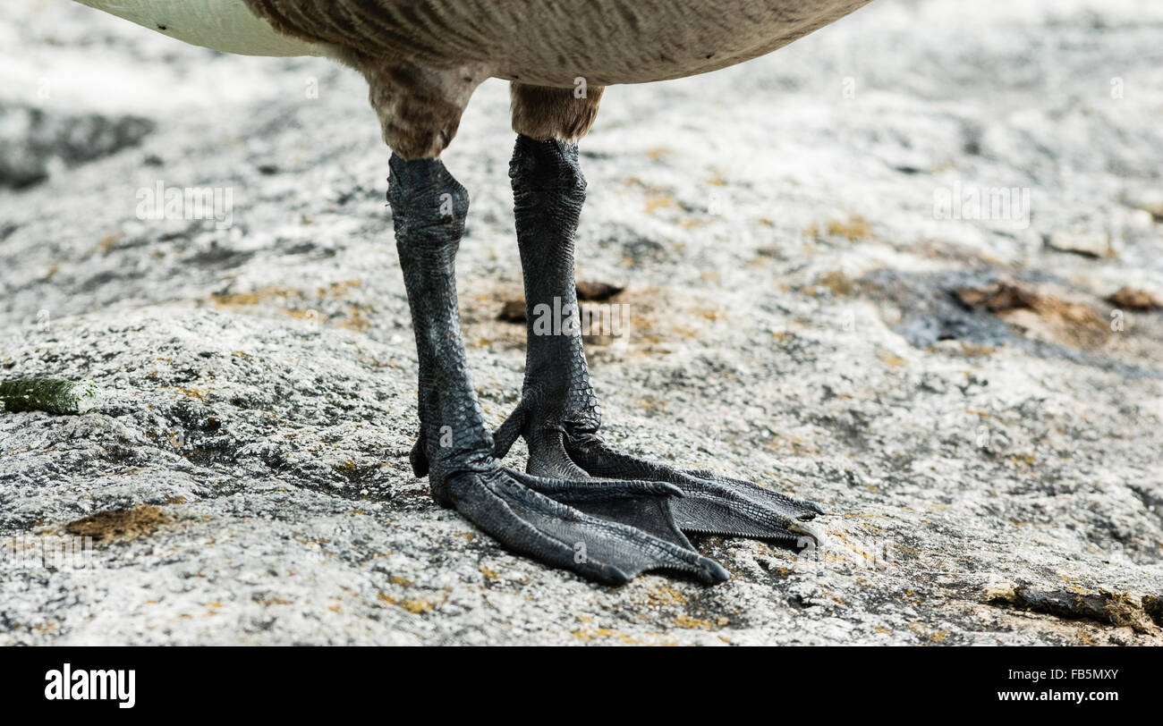 Close-up detail of scaly feet and claws of Canada Goose standing on rock surface. Stock Photo