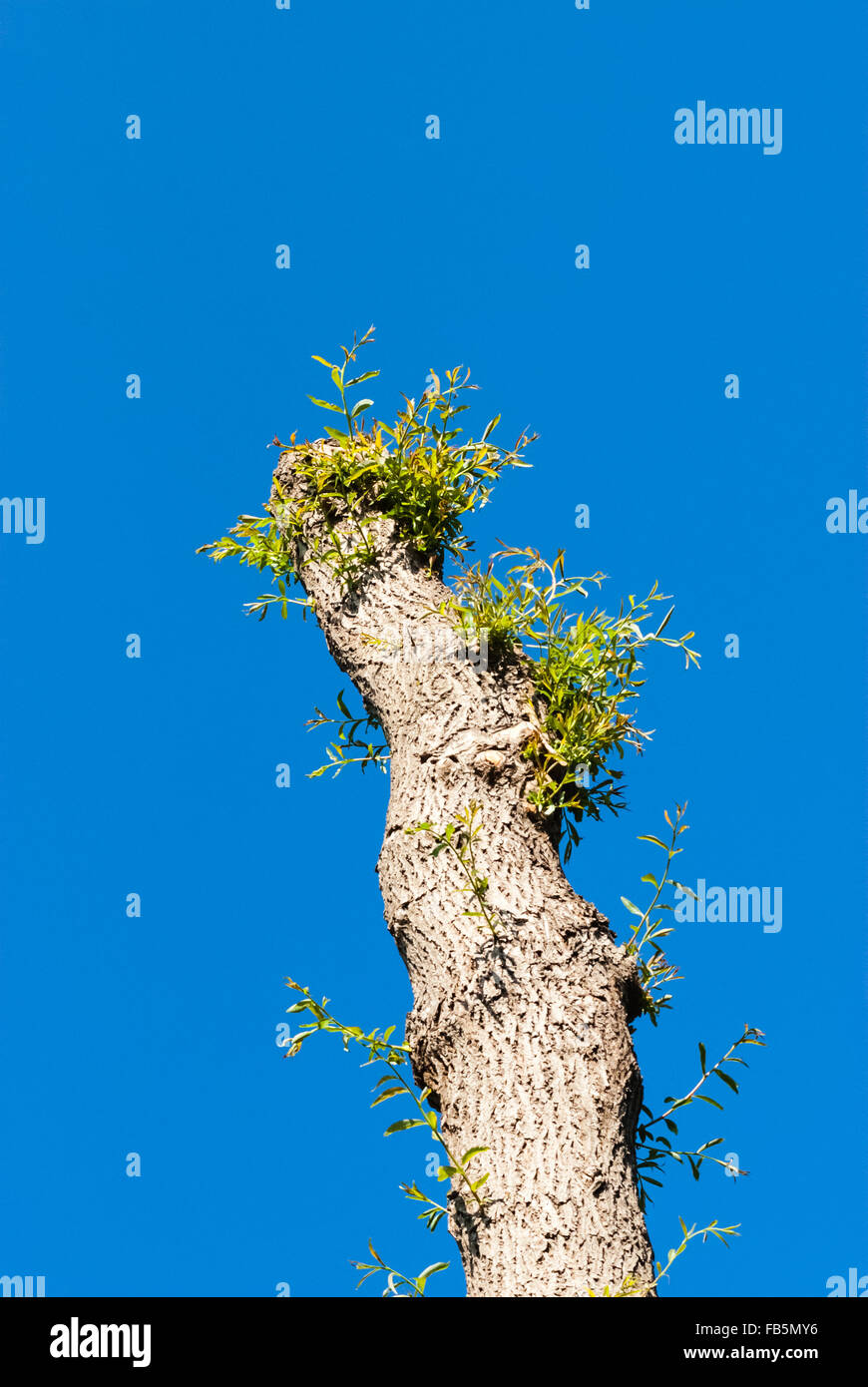 Pruned pollarded willow tree with new branches starting to grow
