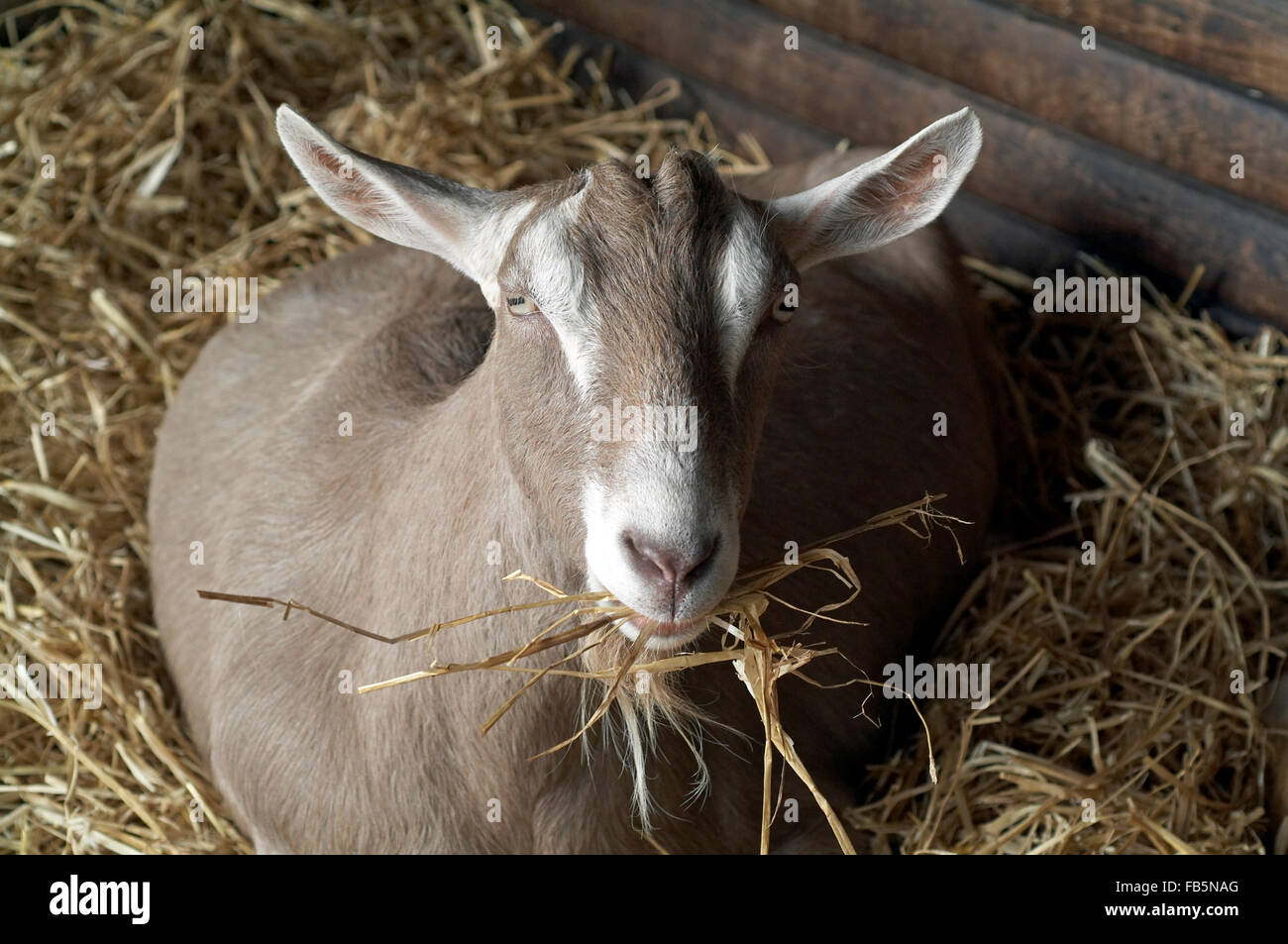 Goat in the shed with straw in mouth england UK europe Stock Photo
