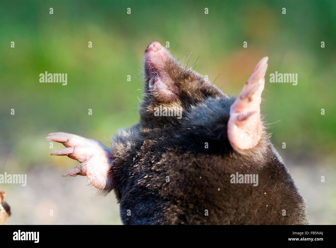Mole (Talpa europaea) Stock Photo