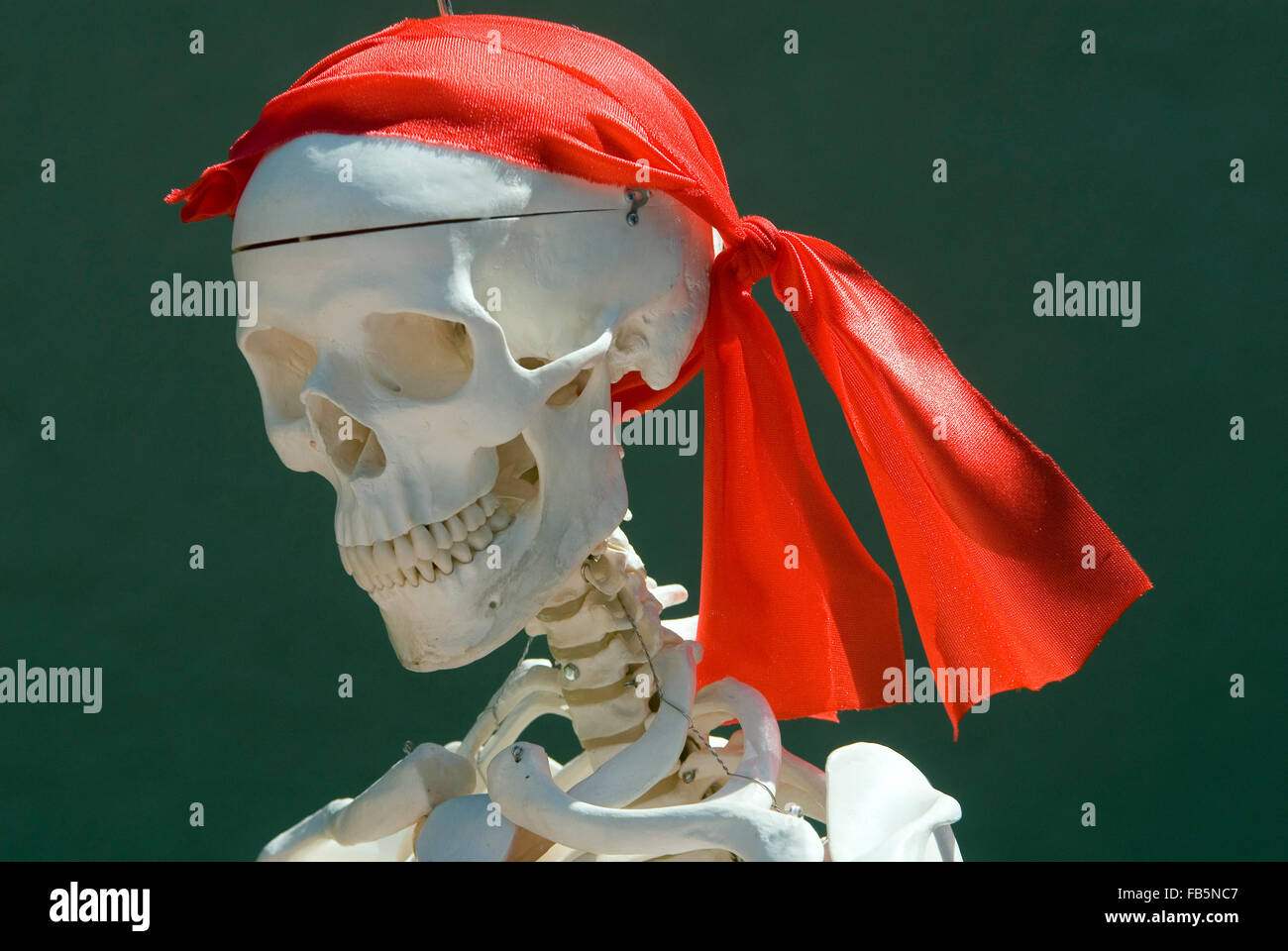 Skeleton Head with a Pirate Scarf Stock Photo