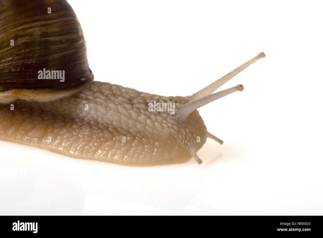 Escargot snail hires stock photography and images Alamy