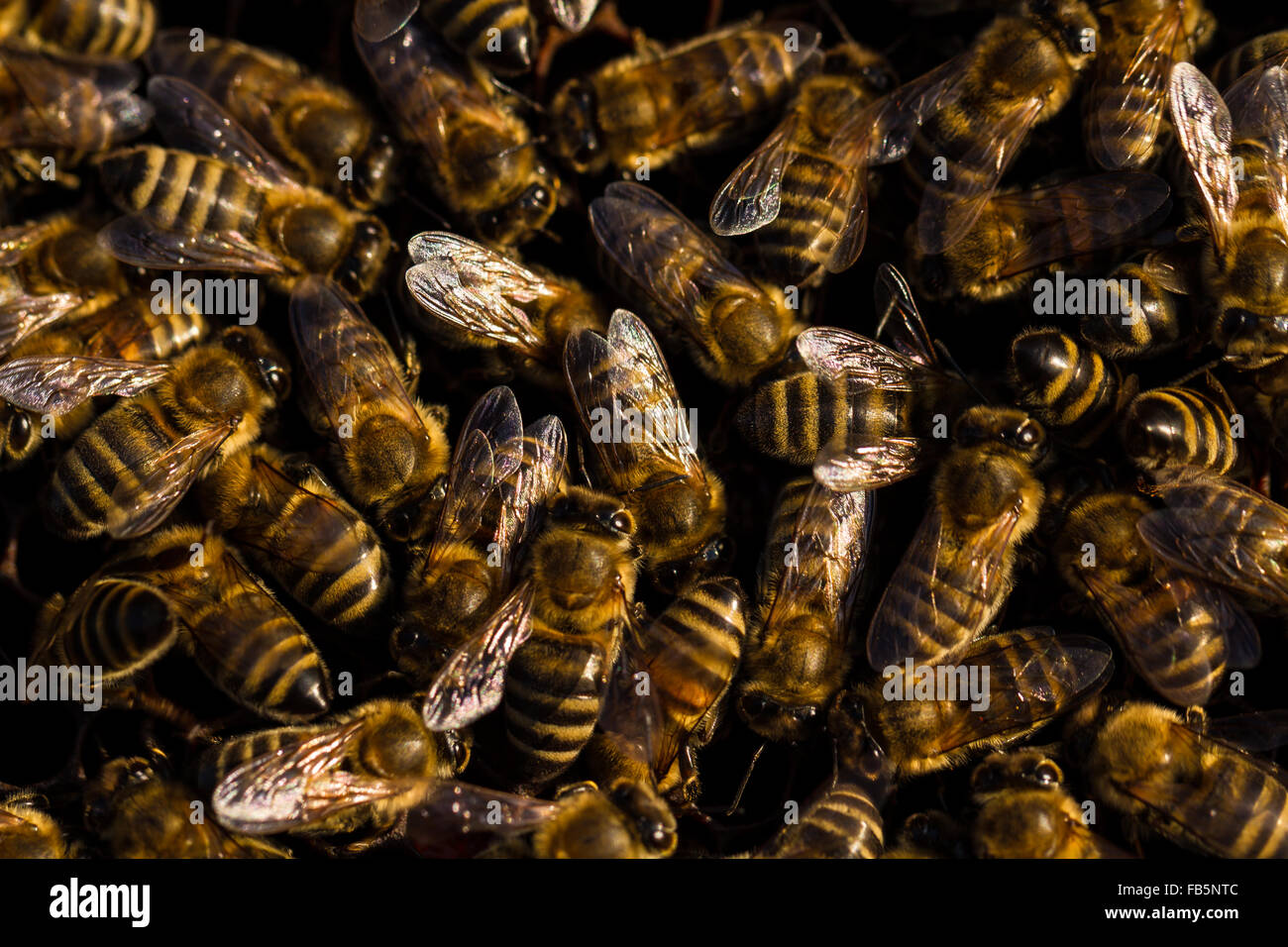 Bees in beehive, beekeeping farm producing natural herbal honey Stock ...