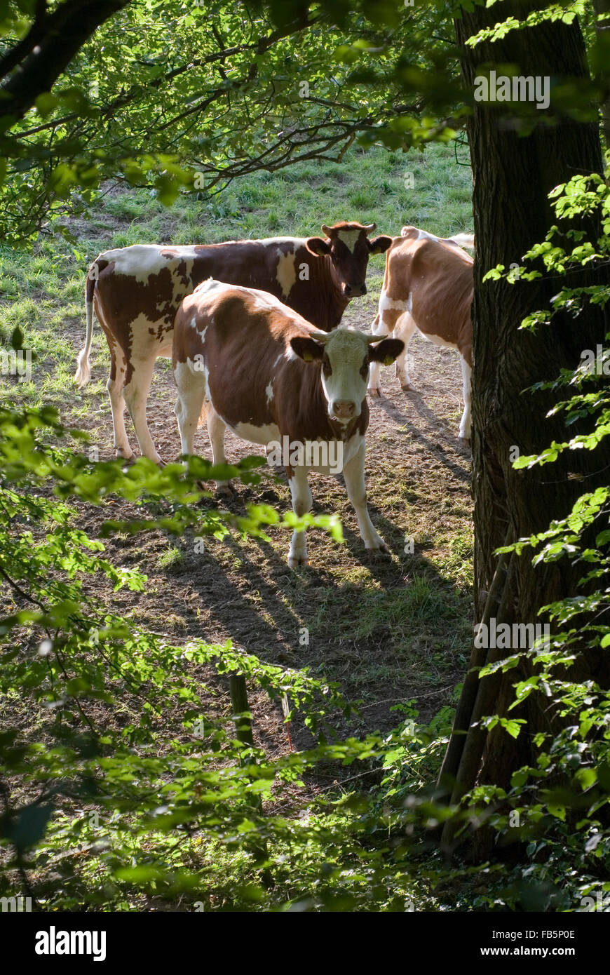 Cows on a meadow at the forest edge germany europe Stock Photo
