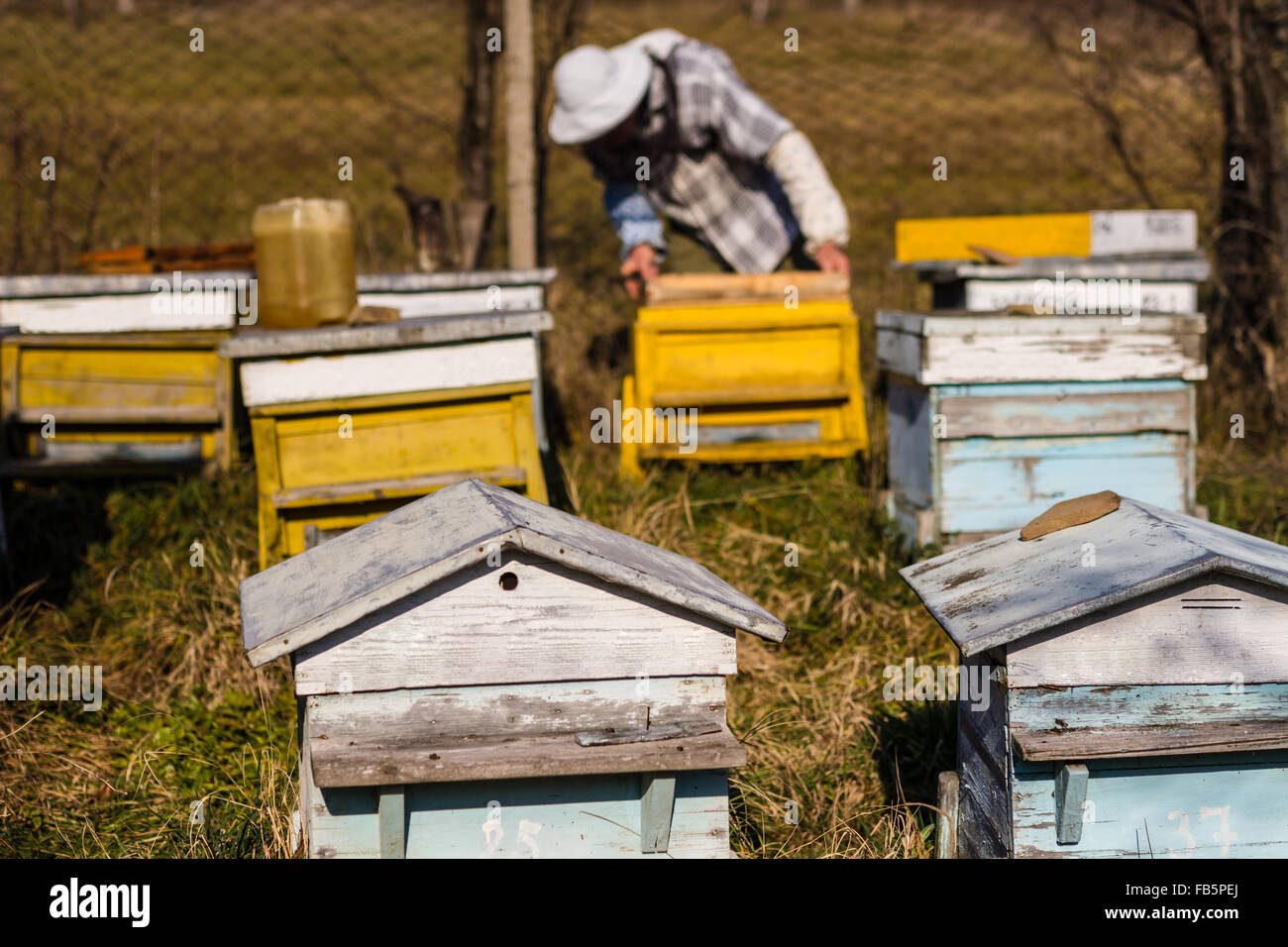 Beekeeper working on beehives with honeycomb with bees in hands, producing herbal honey Stock Photo