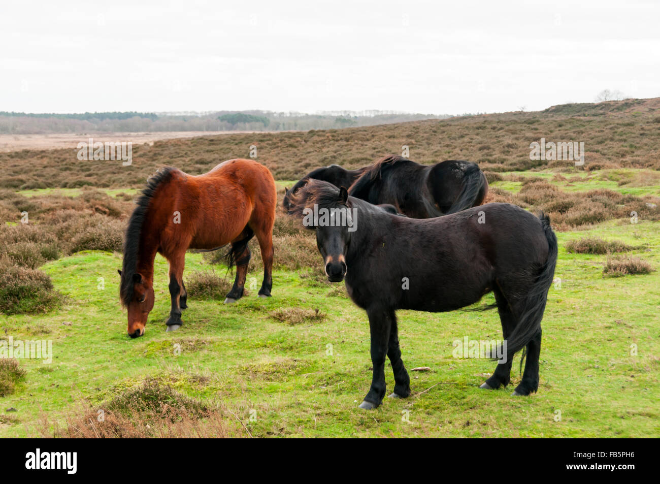 Dartmoor ponies on Roydon Common nature reserve in West Norfolk. Used