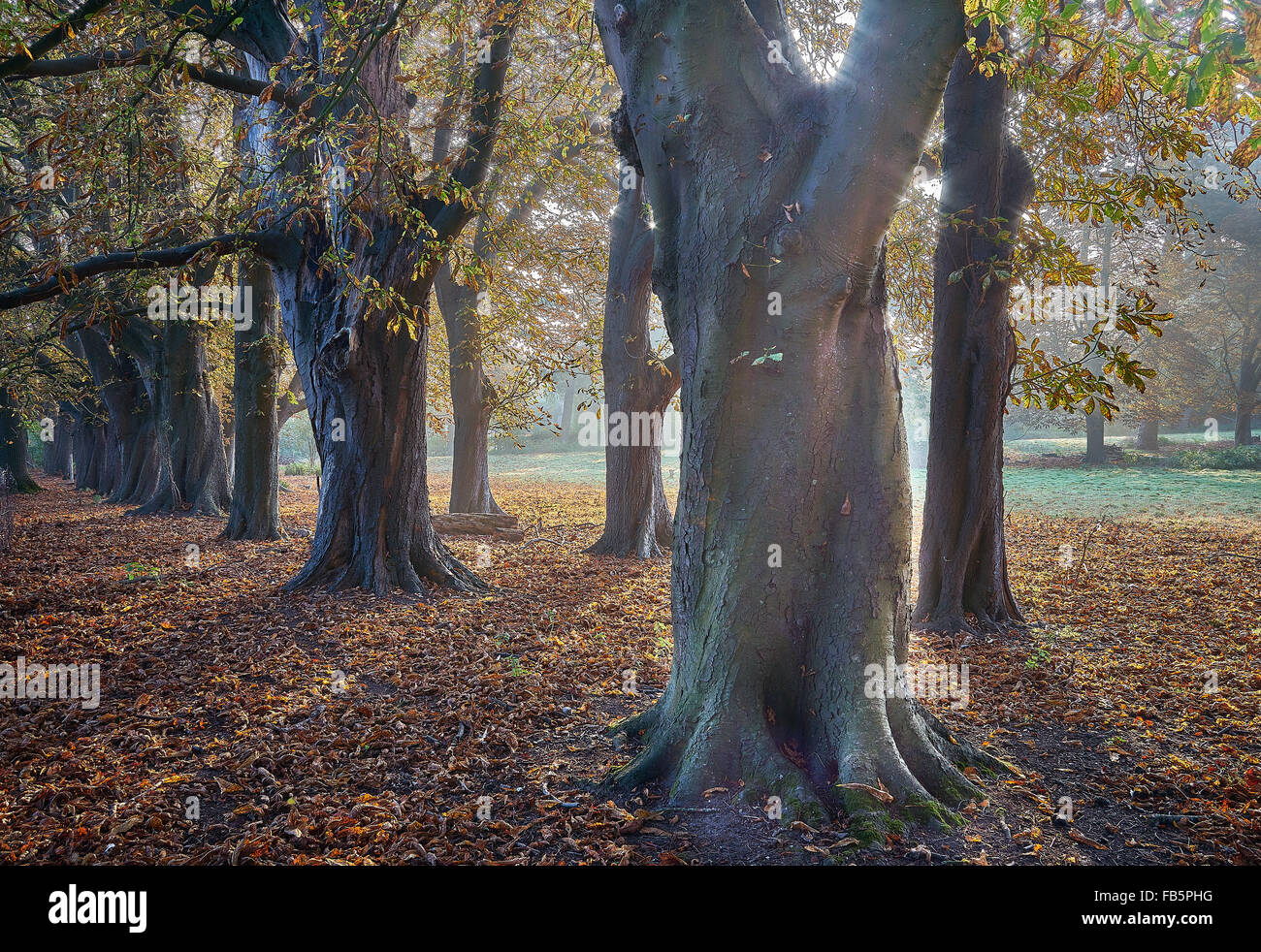Avenue of Horse Chestnut trees in autumn Stock Photo