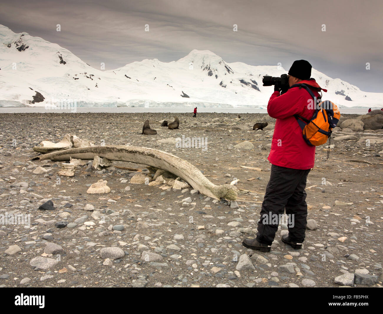 Antarctica, South Shetland Islands, Half Moon Is, Baliza Hill, senior male photographer at dawn, taking picture of Whale jawbone Stock Photo