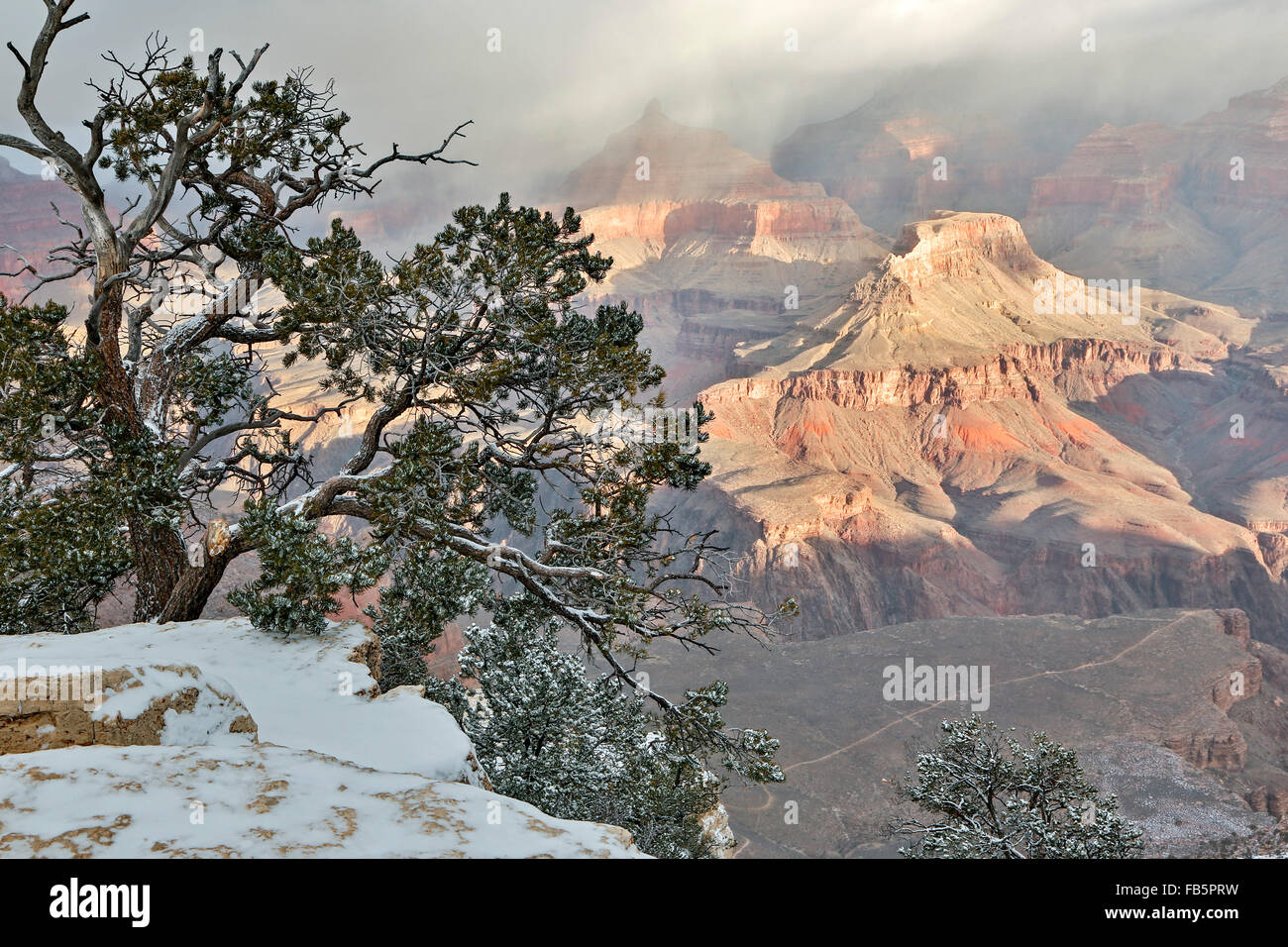 Snow-covered tree, bluffs and canyons, from Rim Trail near Yavapai Point, Grand Canyon National Park, Arizona USA Stock Photo